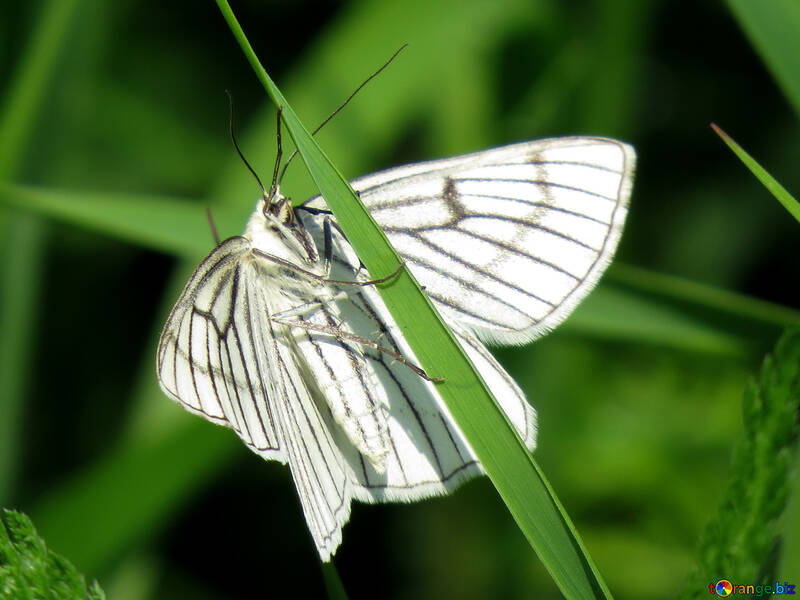 Mariposa blanca №25940