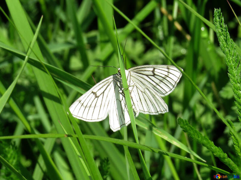 Weißer Schmetterling mit schwarzen Streifen №25938