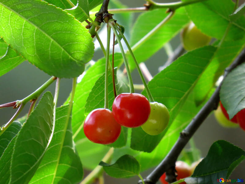 Unripe cherry №25978