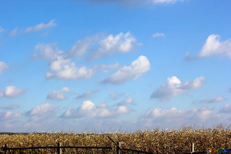 Corn field behind the fence №25810