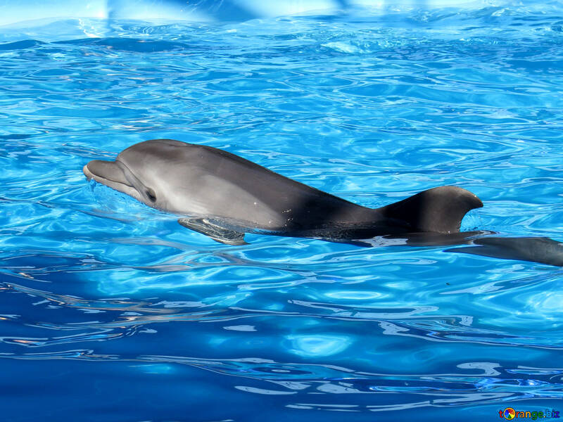 Delfín №25415