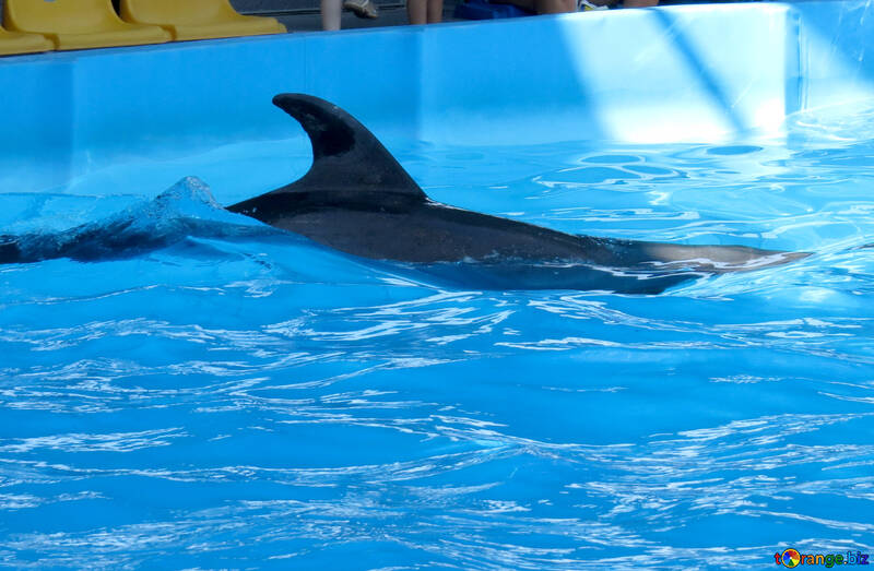 Дельфін №25485