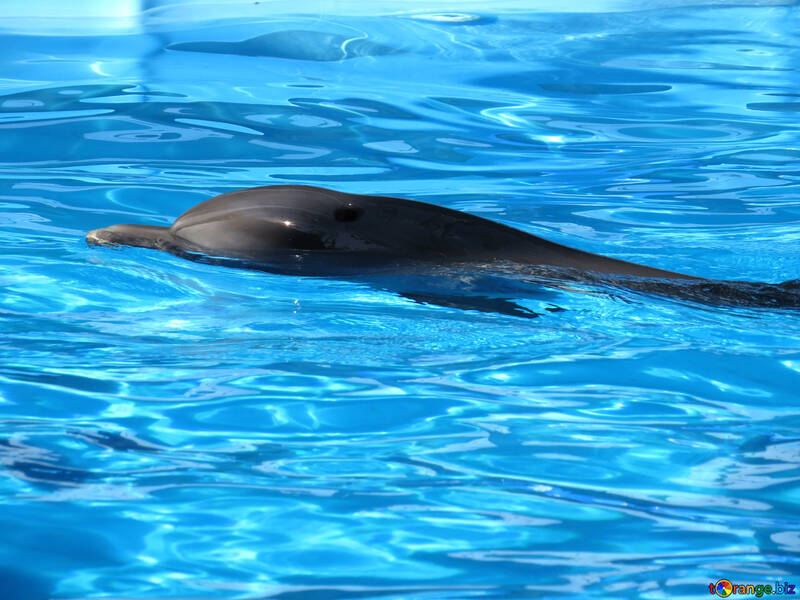 Dolphin №25488