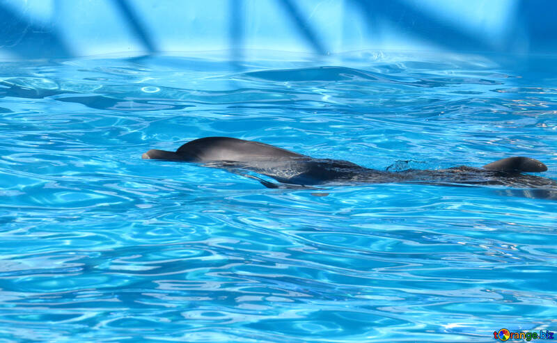 Dolphin №25489