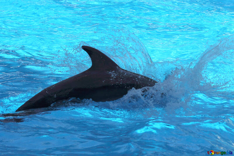 Дельфін №25582