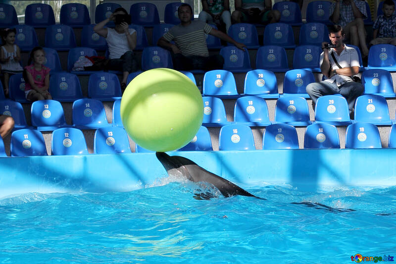 Delfín con bola №25551
