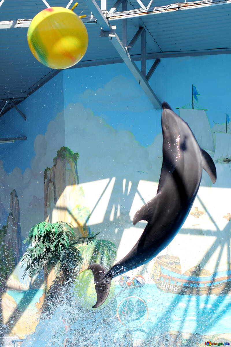Dolphin and ball №25552
