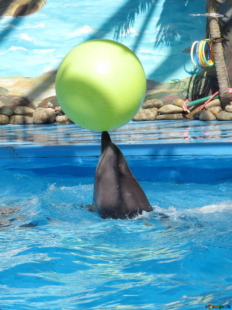 Дельфін несе куля №25337