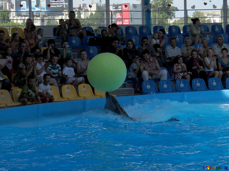 Delfín lleva la bola №25340