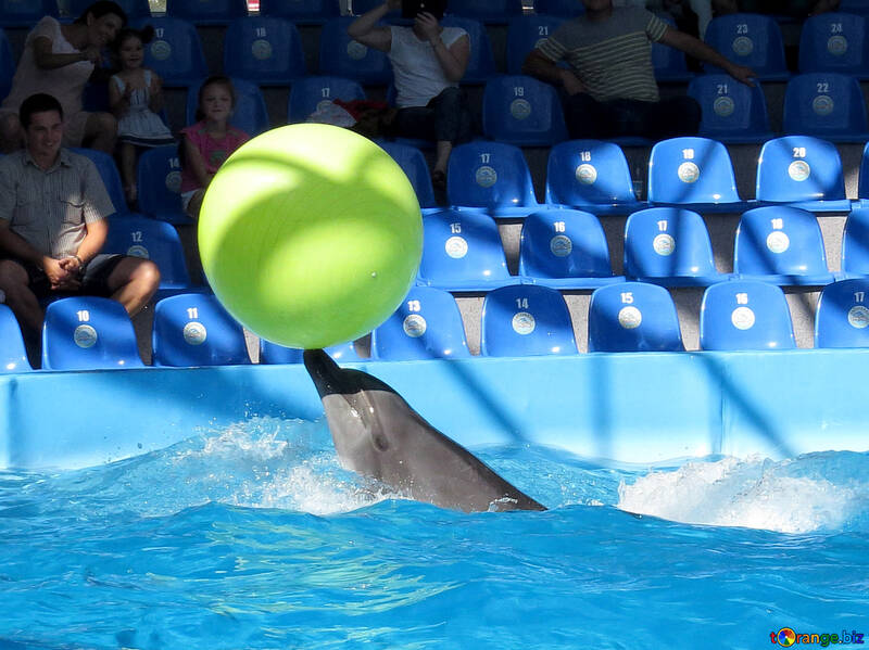 Delfín lleva la bola №25343