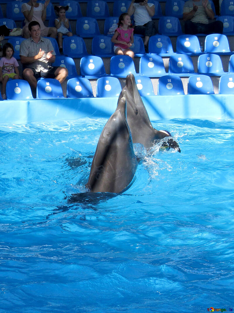 Dolphins №25350