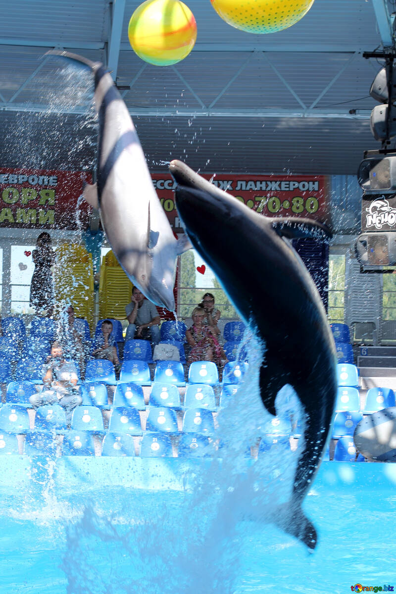 Ігри дельфінів №25539