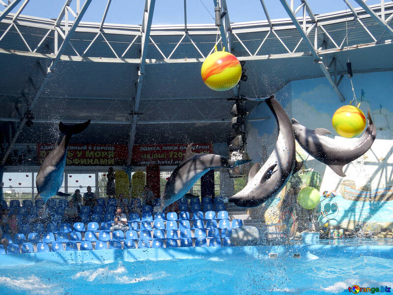 Dolphin shows №25314