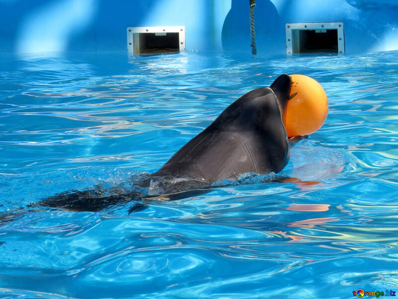 Delfín lleva la bola en la boca №25448