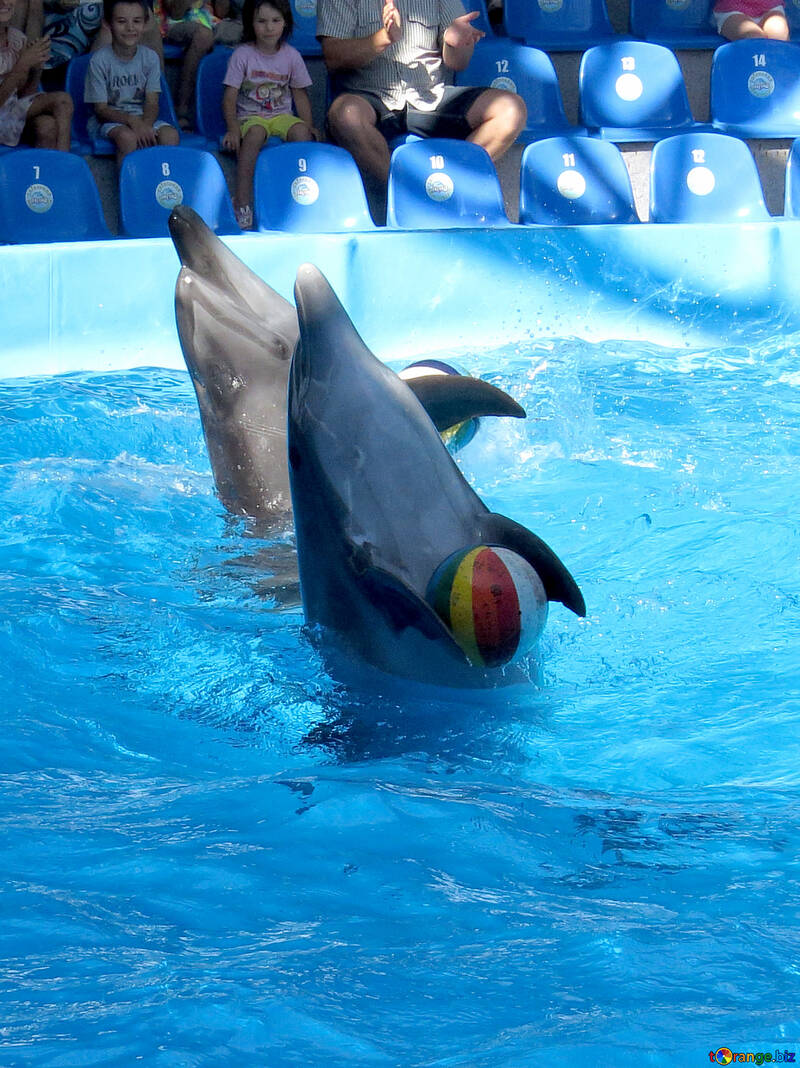 Dolphins with ball №25354