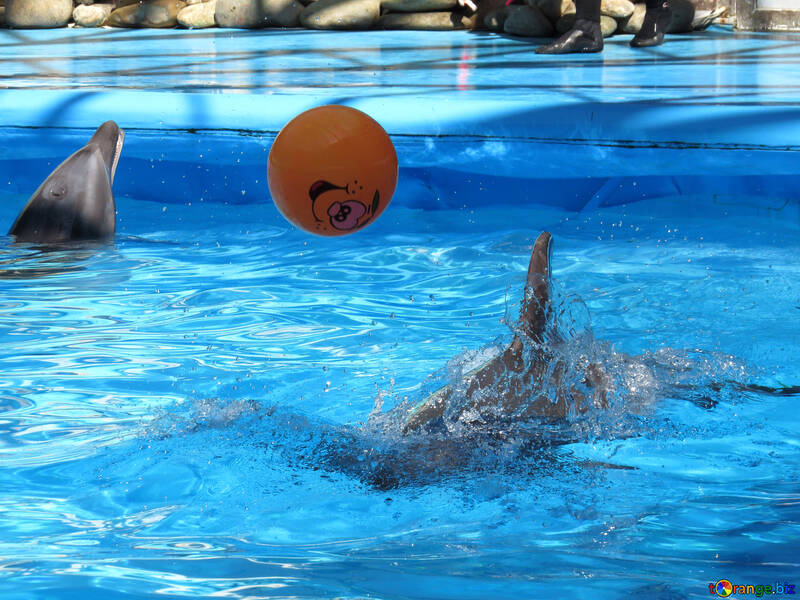 Delfines jugando con pelota №25450