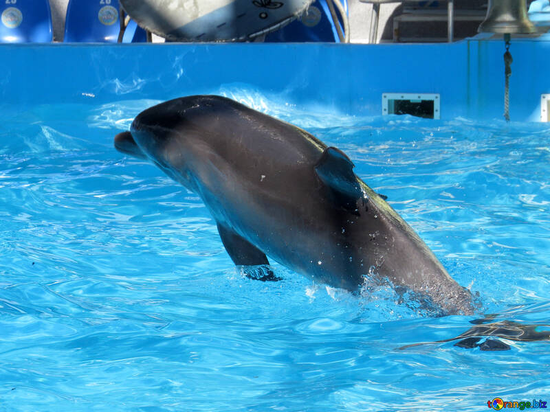 Beautiful dolphin №25373