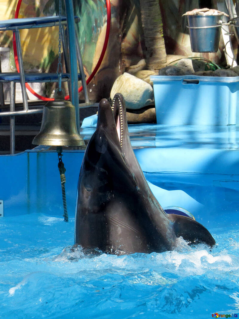 Of dolphin dolphinarium №25347