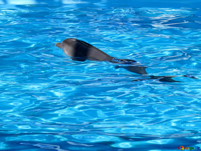 Dolphin at the dolphinarium №25478