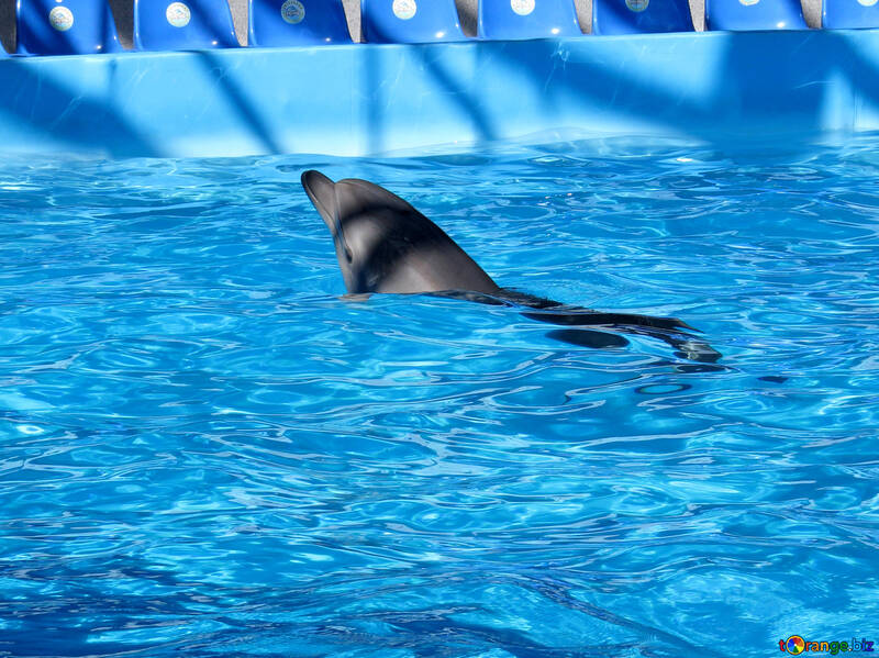 Dolphin at the dolphinarium №25482