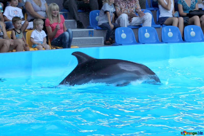 Dolphin at the dolphinarium №25584