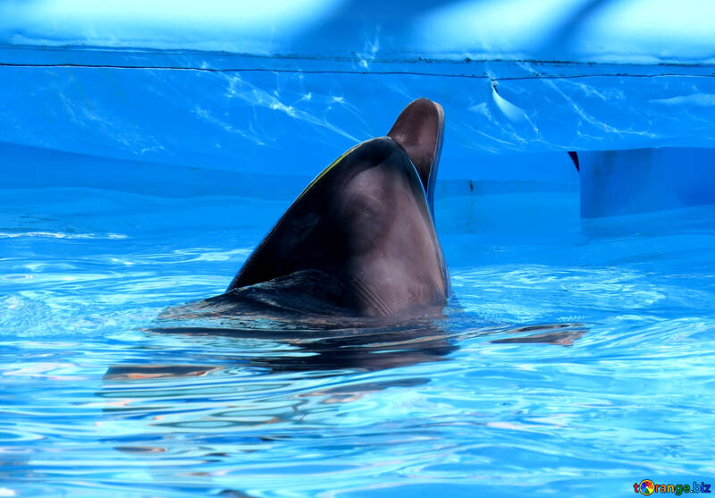 Cabeza de delfín №25519