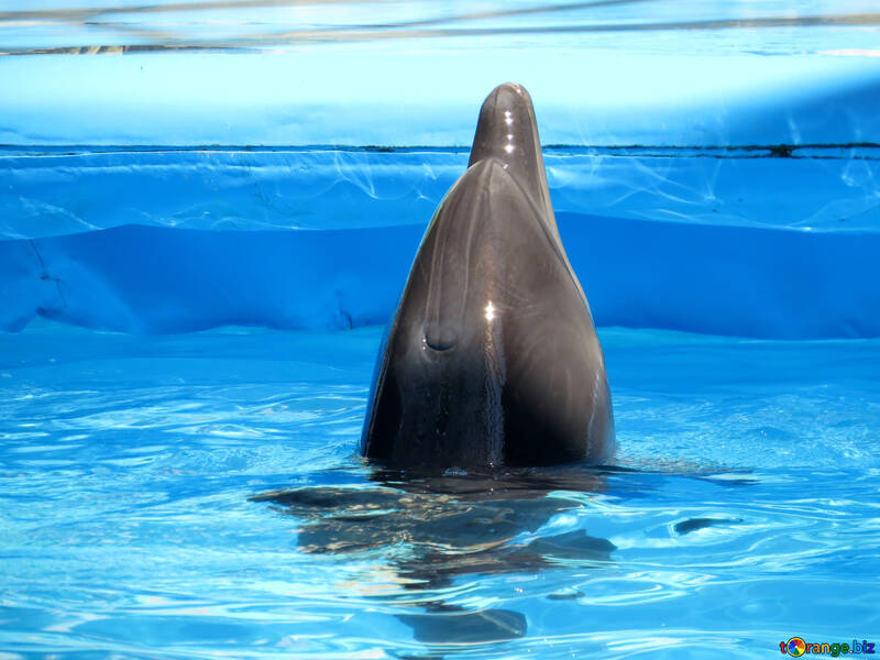 Голова дельфіна над водою №25498
