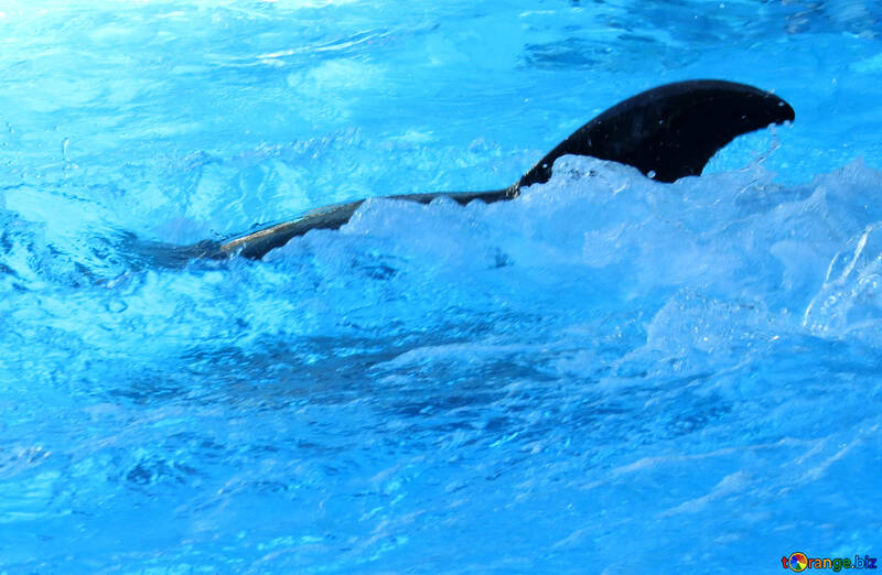 Delfín de aleta №25202