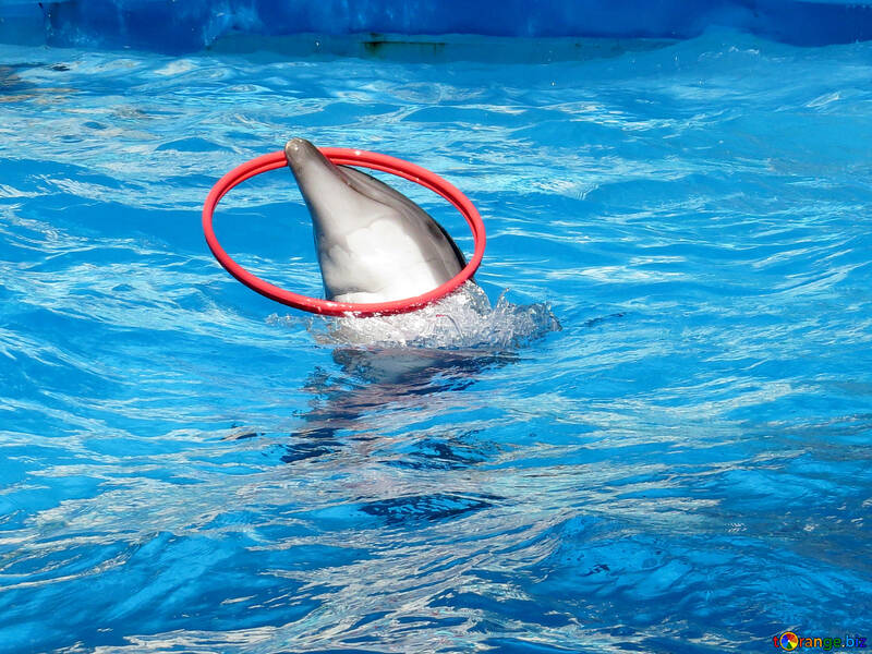 Anillo de delfines atrapados №25215