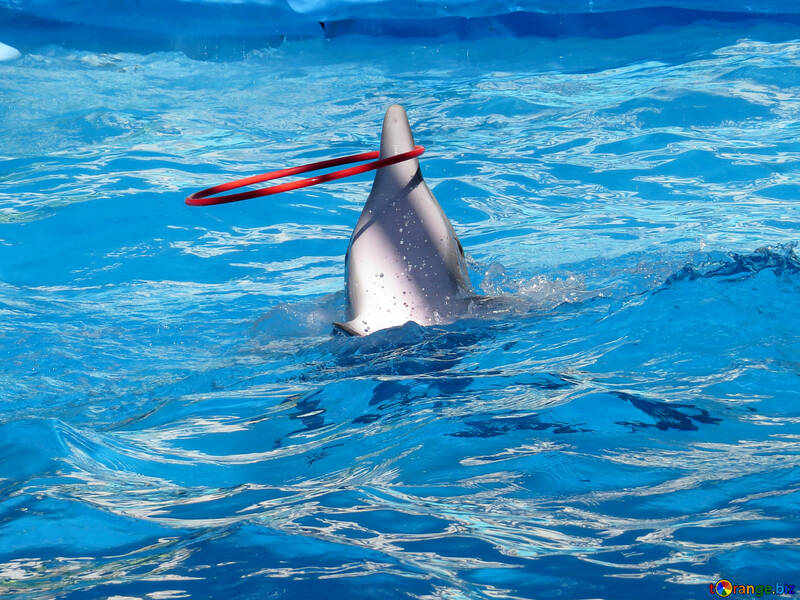 Дельфін з цирку №25311