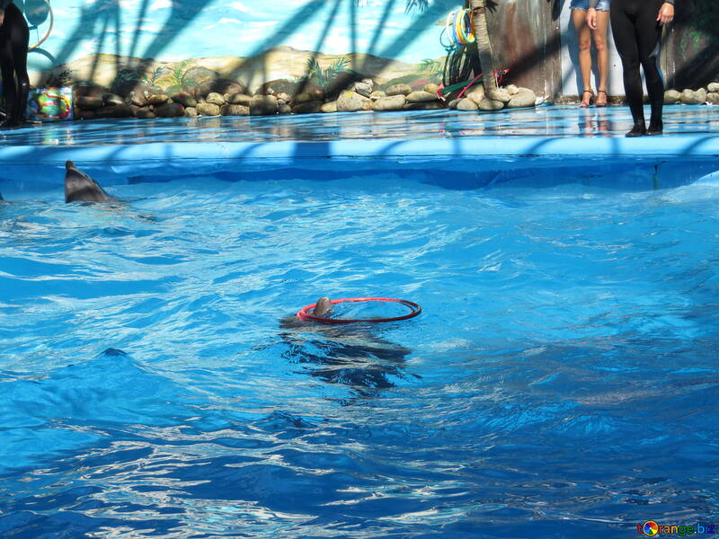 Dolphin at the dolphinarium №25216