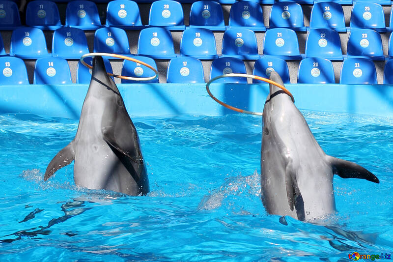 Dolphins hoop №25535
