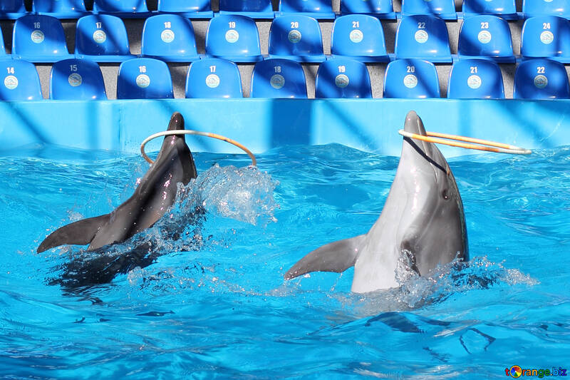 Los delfines de la torcedura del aro №25534