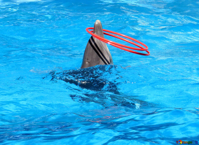 Playful dolphin №25214