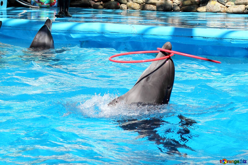 Delfines jugando con aros №25529