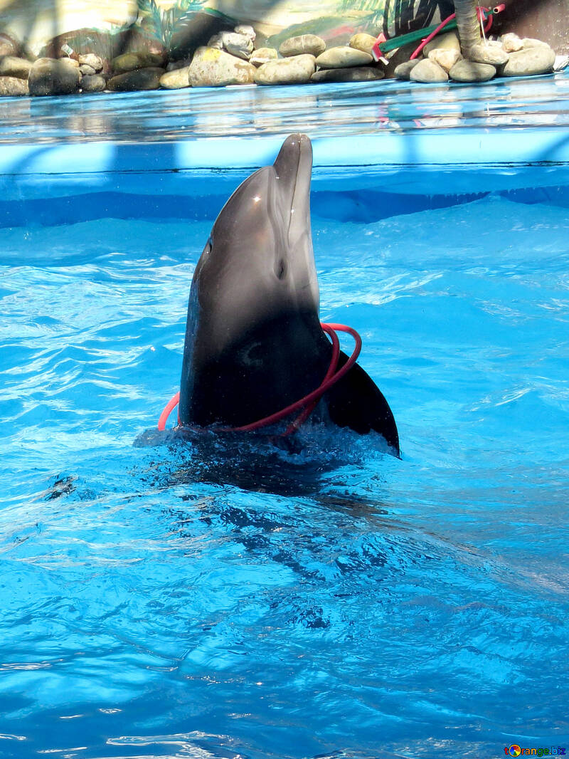 Дельфін з кільцями №25218