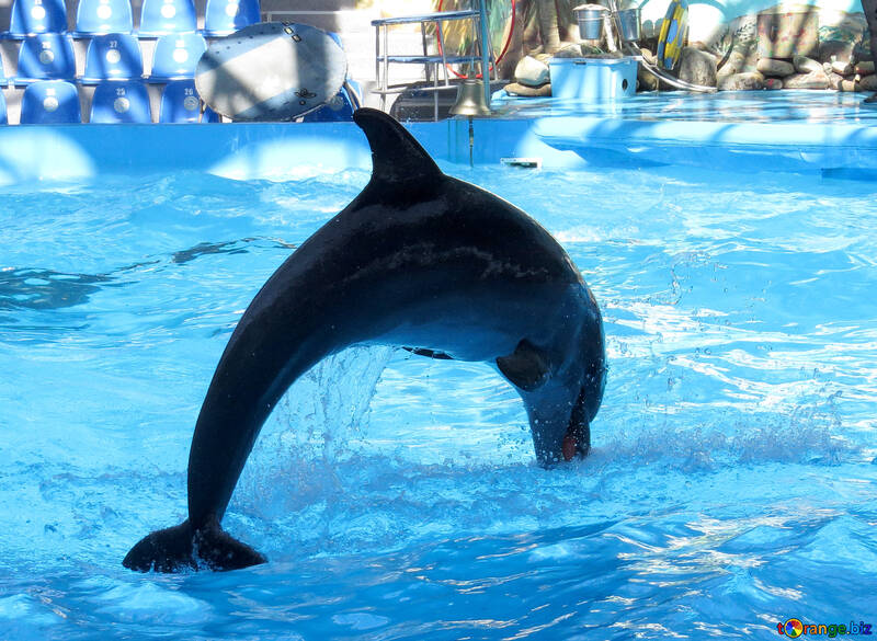 Delphin №25357