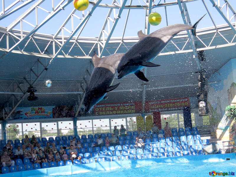 Circus dolphin №25367