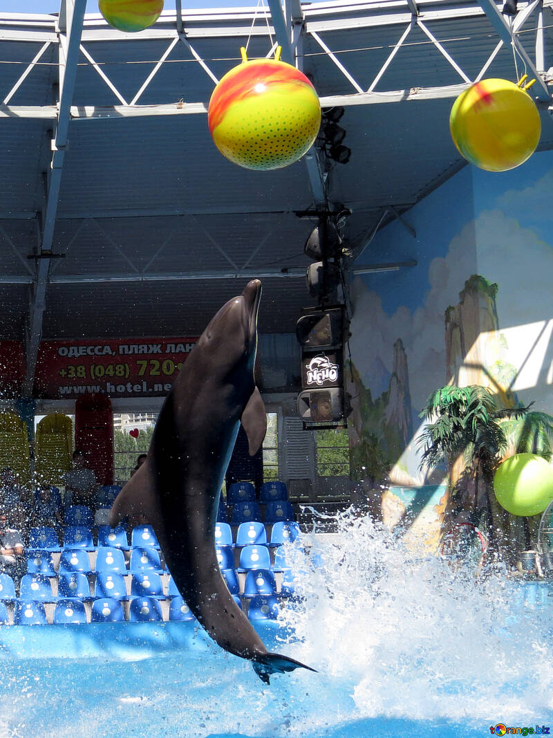 Дельфины прыгают через кольцо