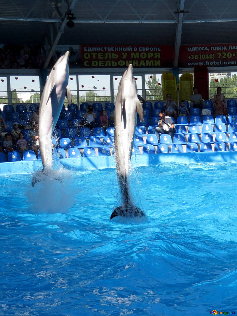 Spettacolo di delfini №25368