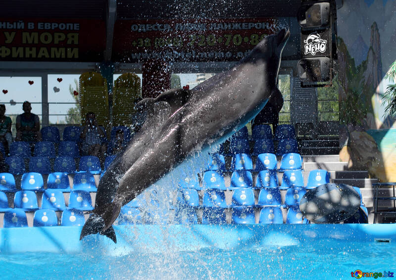 Dolphin shows №25140