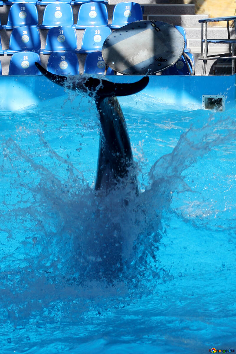 Splashes from jumping dolphin №25565