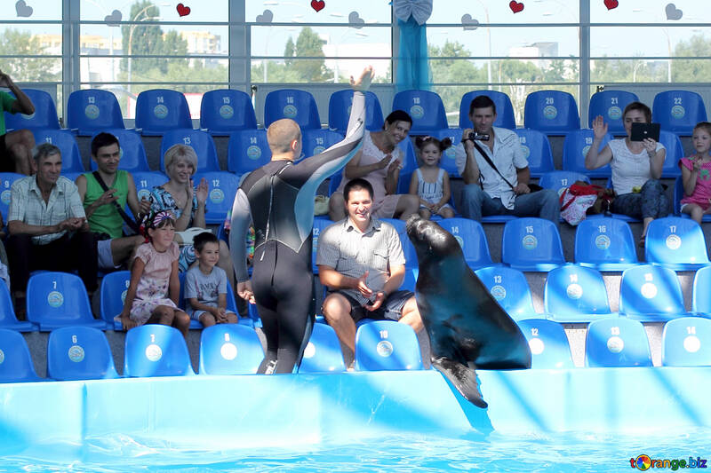 Shows with marine animals №25245