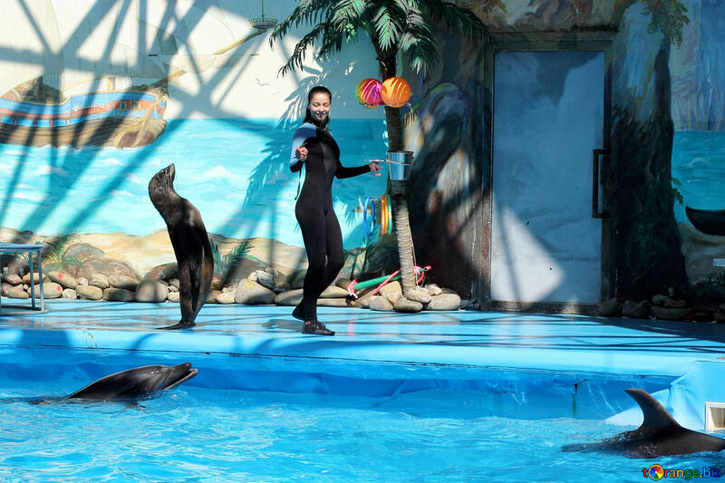 Shows with marine animals №25249