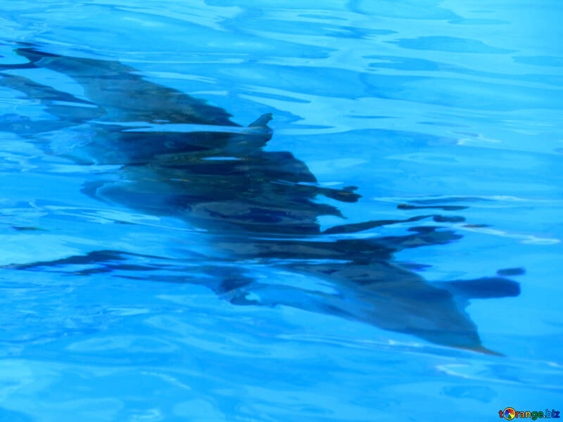 Ombra di delfini №25495