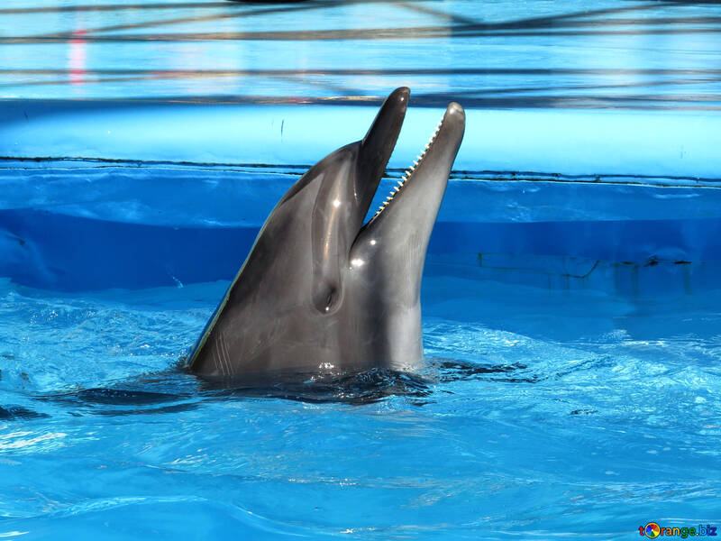 Delfín sonriente №25410