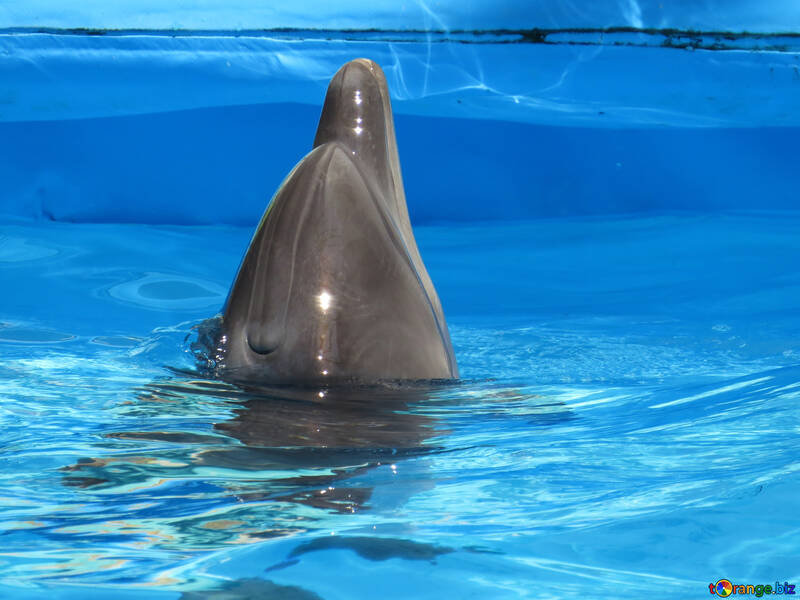 Hocico delfín №25499