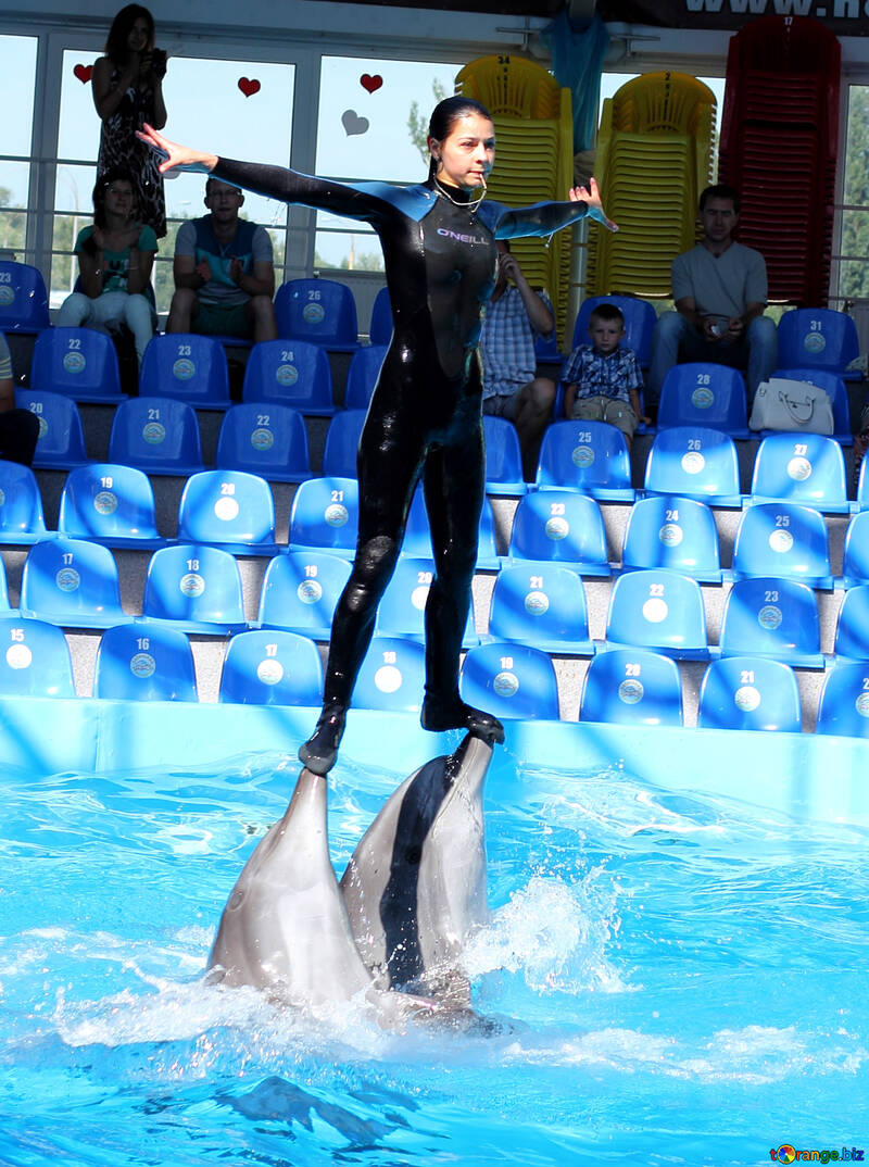 Шоу з дельфінами №25134