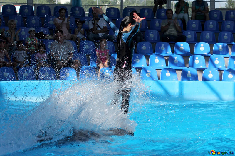 Dolphin shows №25149