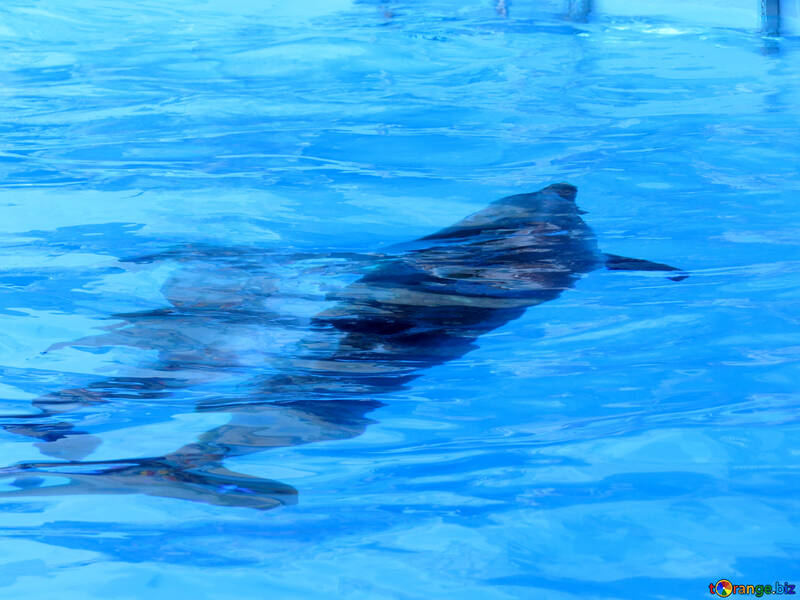 Golfinho natação subaquática №25507